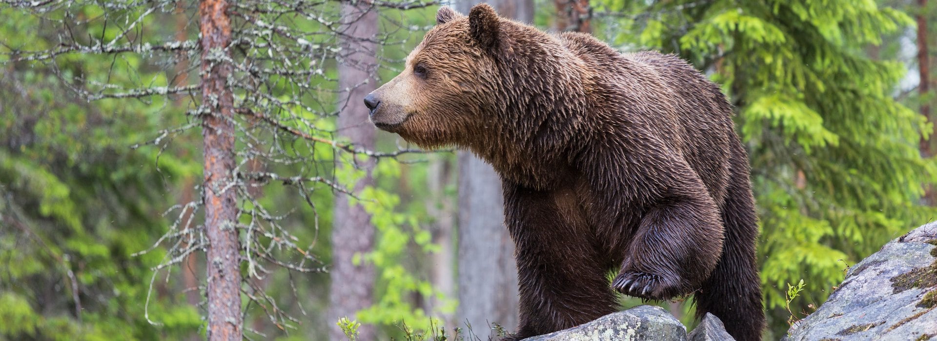 Yosemite Wildlife Guide: Discover 150+ Species and Best Viewing Spots