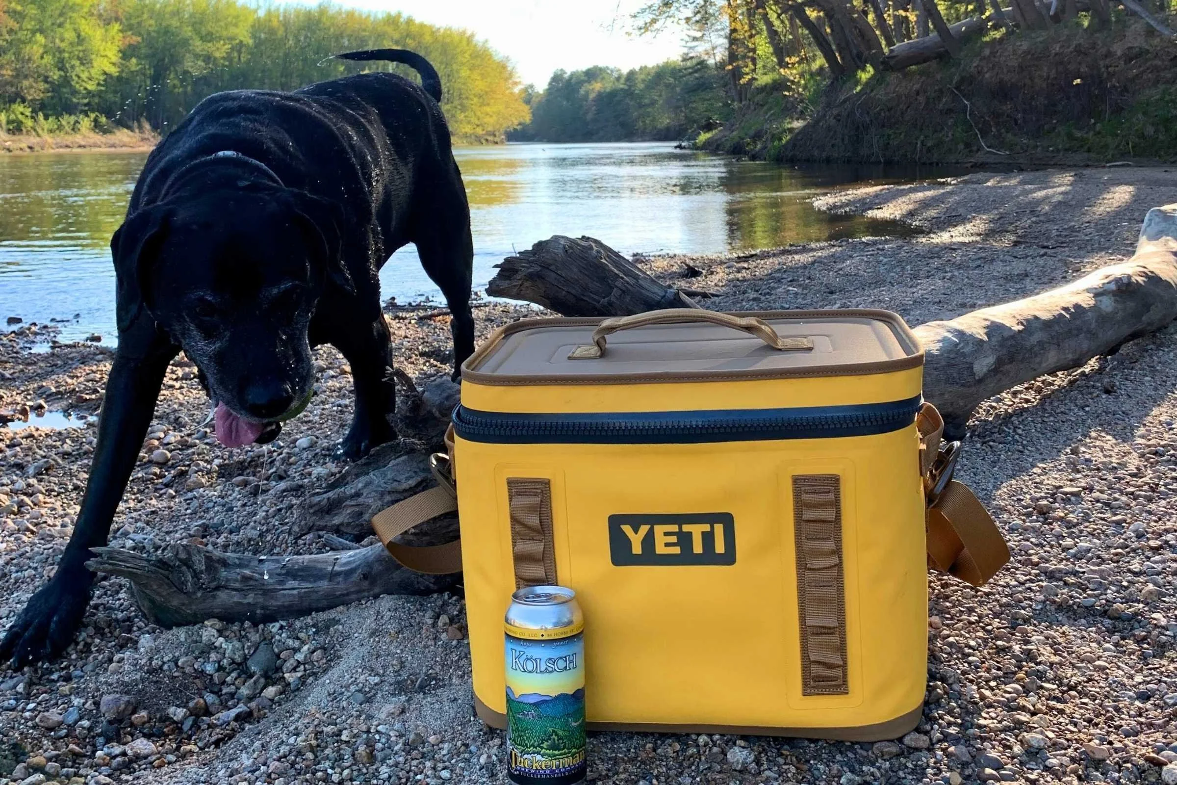 Yeti Hopper Flip 12 cooler on the grass with a dog sitting nearby.
