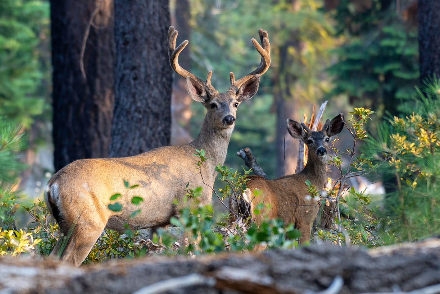 Two male mule deer with impressive antlers standing in a field.
