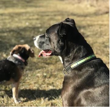 An LED dog collar with a solar panel charging component and a USB port.