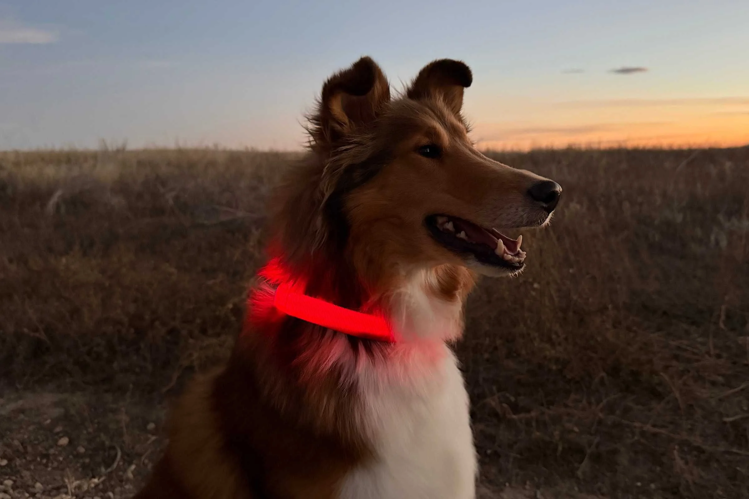 A dog on a dirt trail at sunset wearing a bright red glowing LED collar.