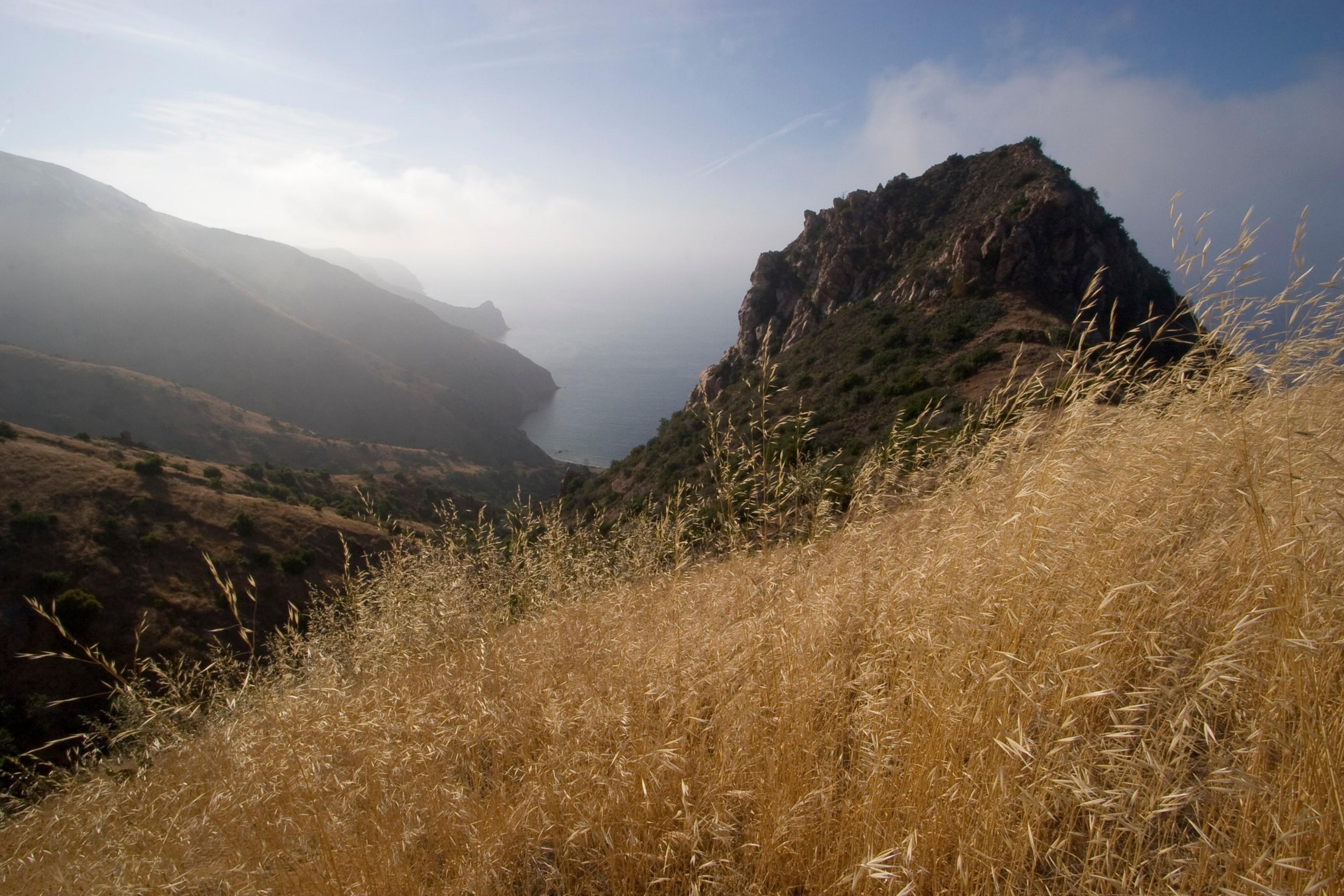 A Catalina Island hillside covered in dry, invasive grasses.