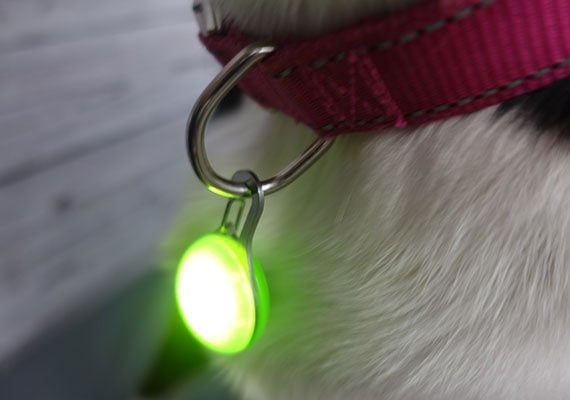 A small round Nite Ize LED light clipped onto a standard dog collar.