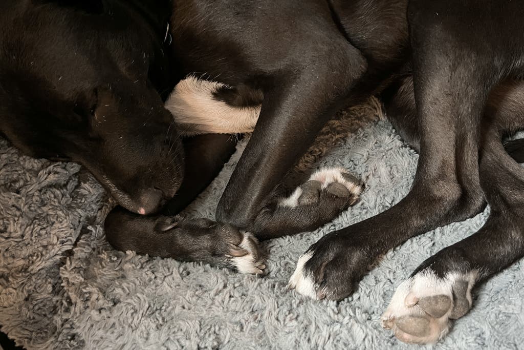 A black dog curled up on a soft surface, looking down at its paws.
