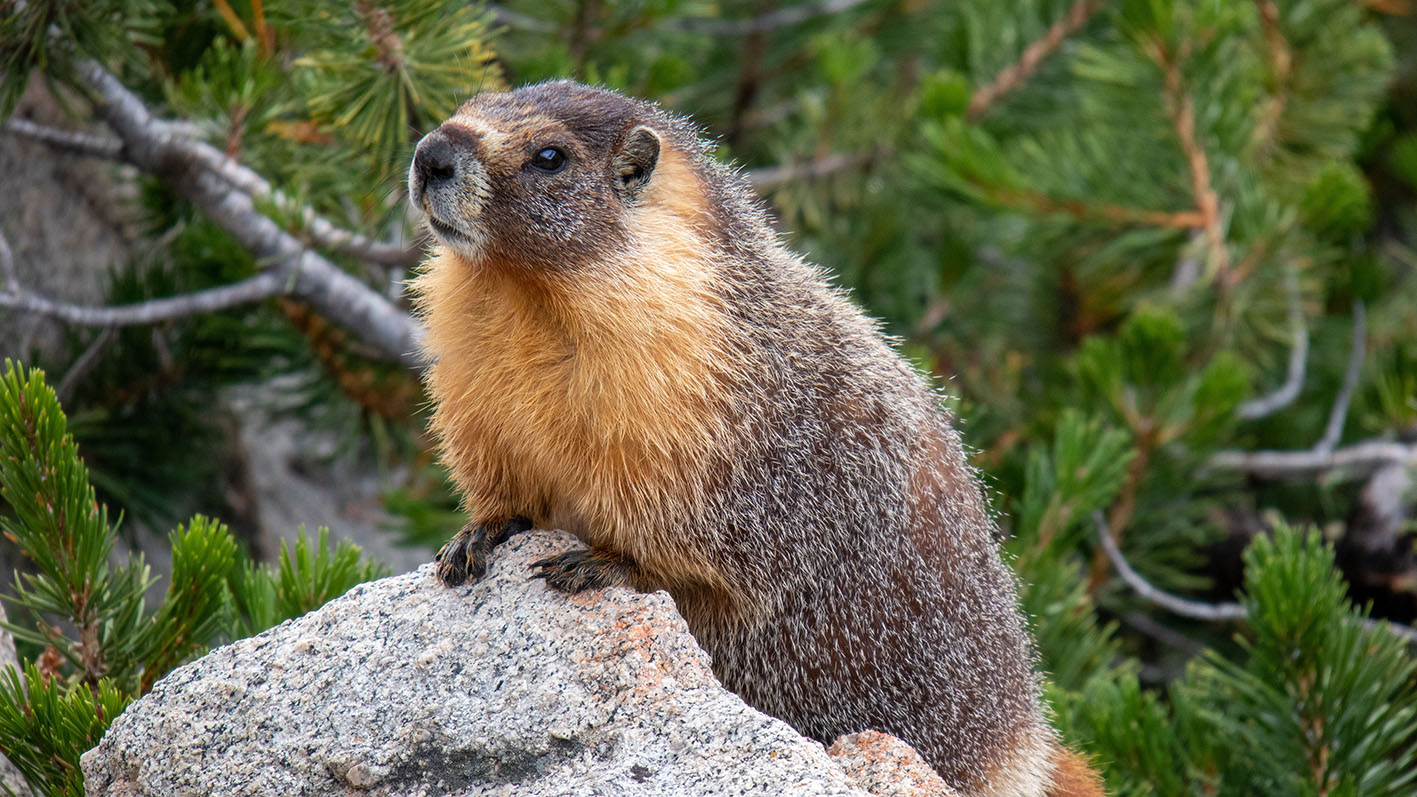 A yellow-bellied marmot resting on a sun-drenched granite rock.