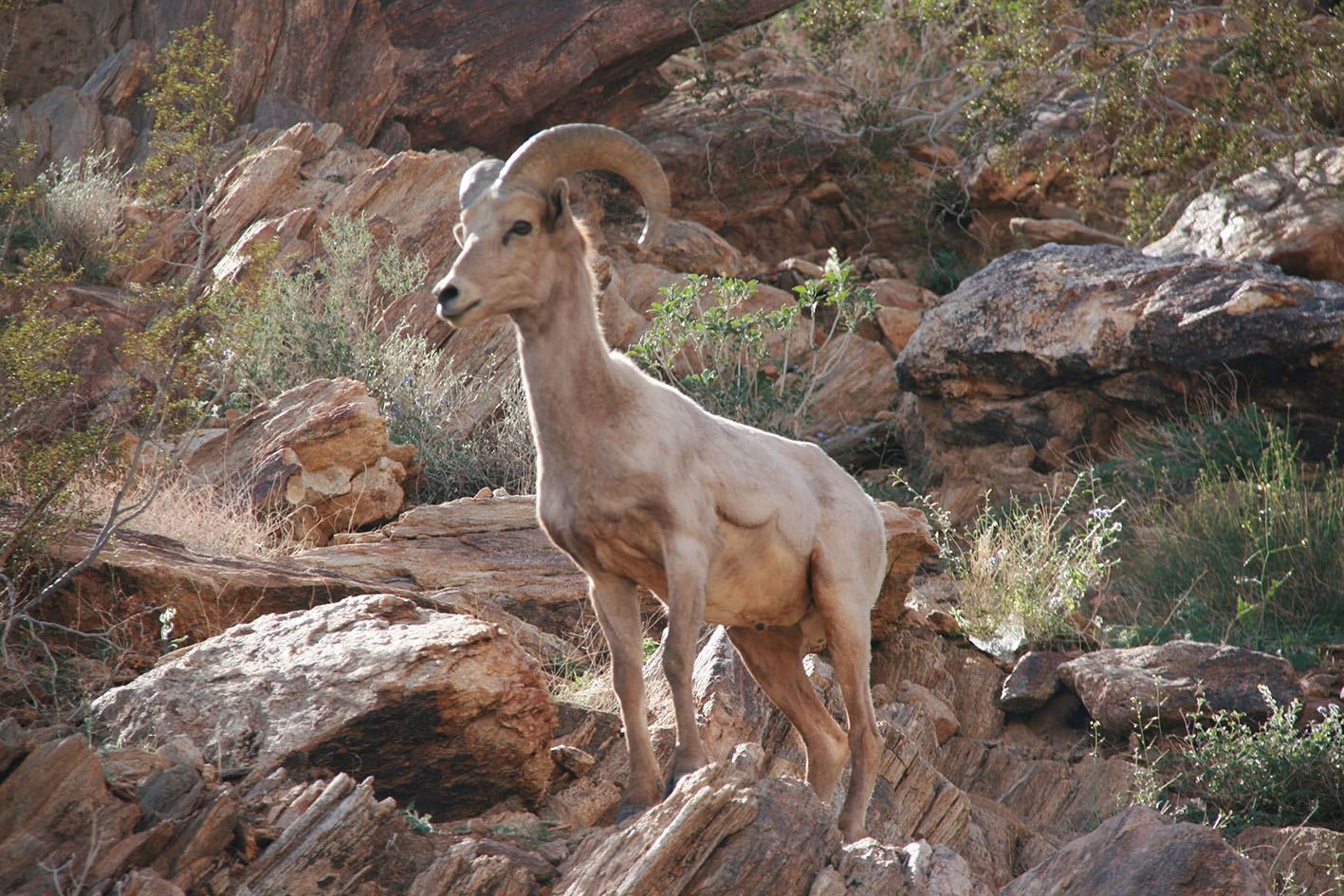 A Sierra Nevada bighorn sheep with large curved horns standing on a rocky slope.
