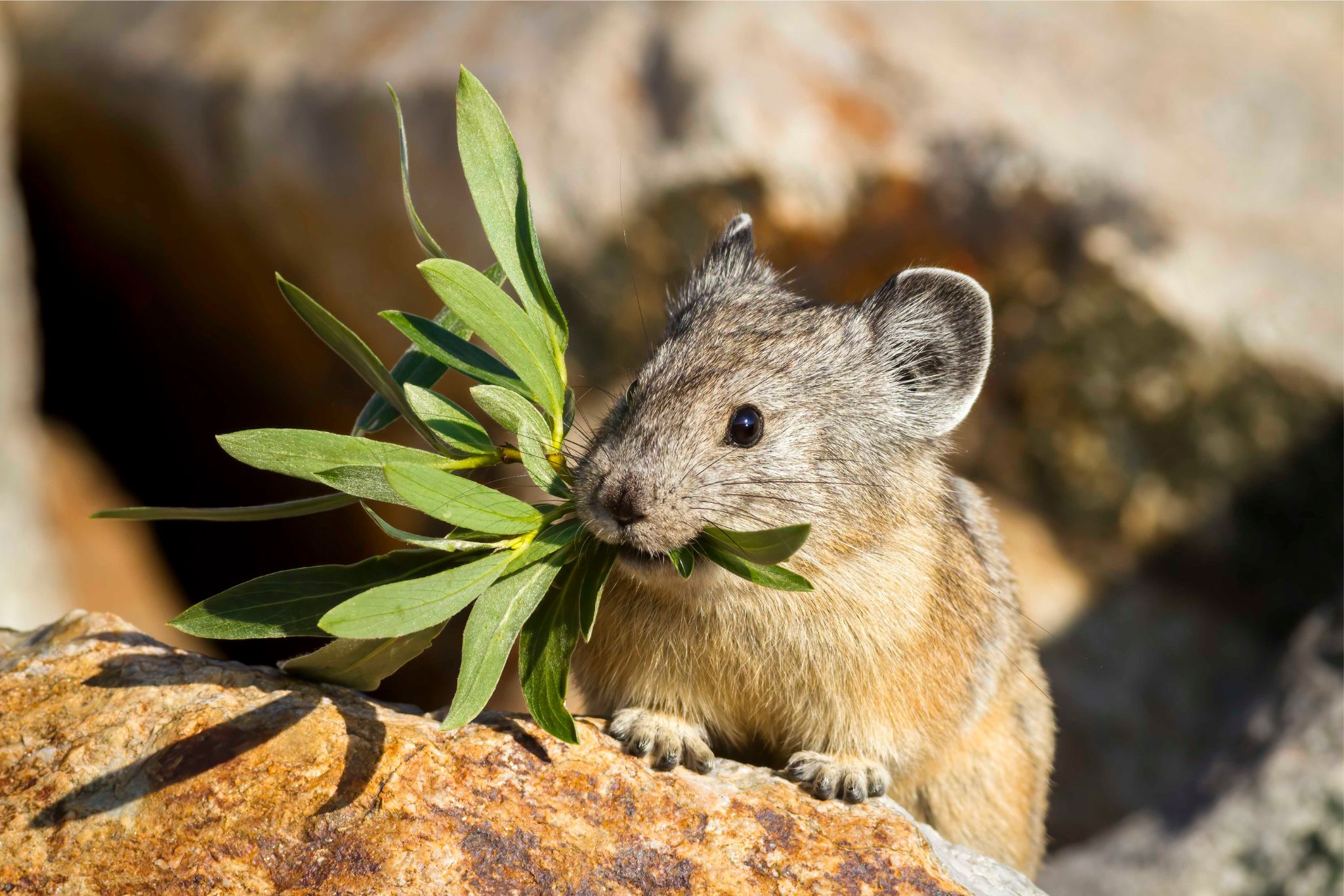 A small pika among grey rocks holding a green leaf in its mouth.
