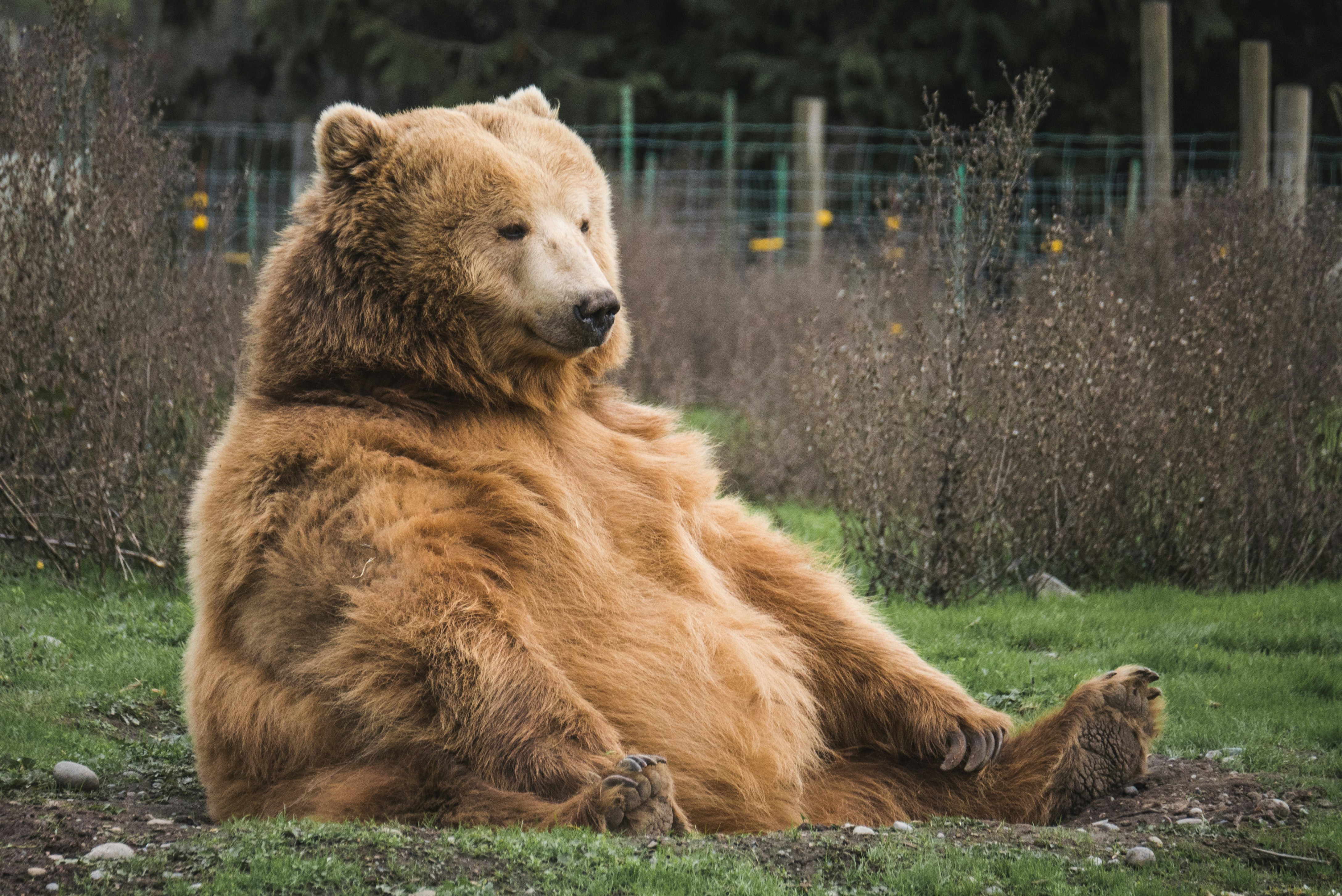 A black bear foraging in the grassy forest floor of Yosemite.