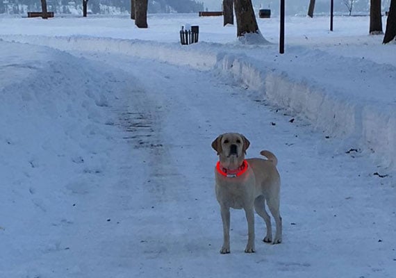 A yellow Labrador Retriever sitting in the snow wearing a red glowing LED collar.