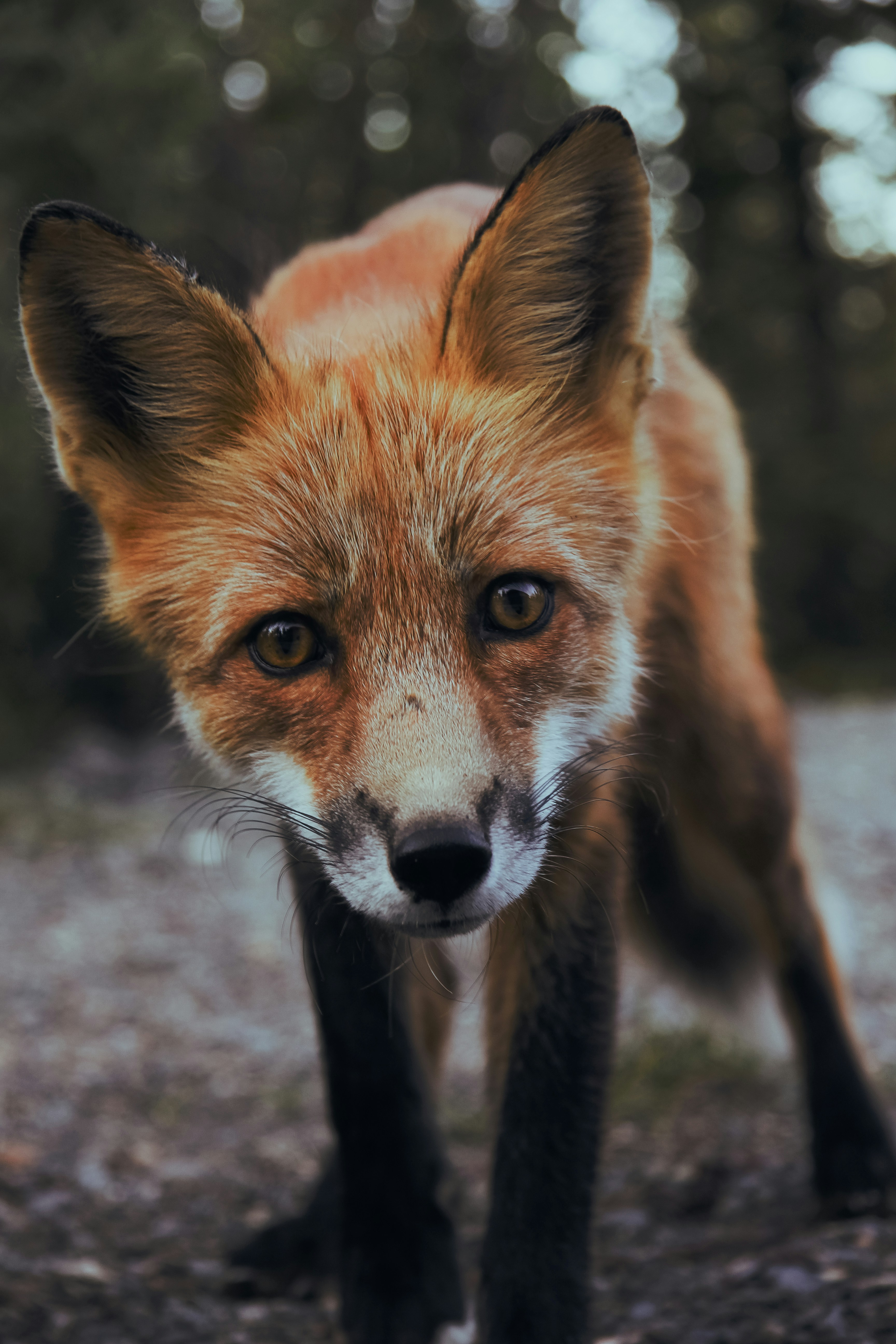 An endemic island fox sitting on a grassy ridge.