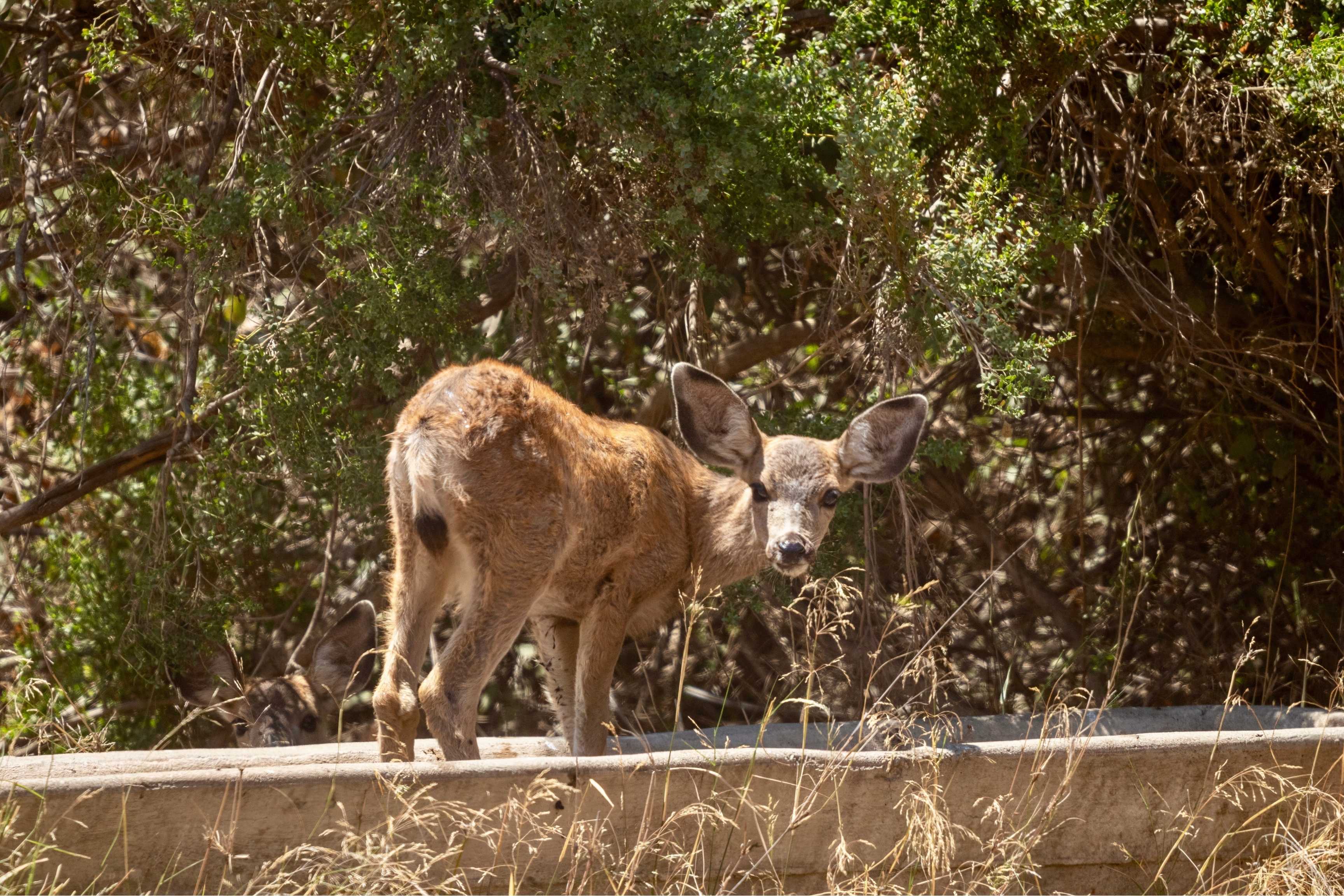 Catalina Island Mule Deer Eradication: 2026 Hunting Plan and Ecosystem Impact